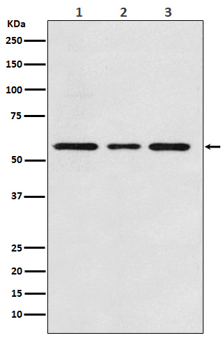 WB - ACVRL1 Antibody AP91344